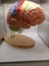 Used, Human Brain Model (Numbered) Anatomical 2X Life-Size Anatomy Model with Stand for sale  Shipping to South Africa