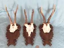 Set of 3 Antique Very Strong European Roe Deer Antlers Blackforest Wallmounts for sale  Shipping to South Africa