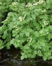 Stems watercress pond for sale  HEREFORD