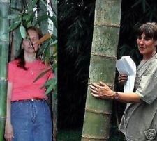 Riesen bambus pflanze gebraucht kaufen  Kaiserslautern