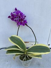Phal. bloom phalaenopsis for sale  USA