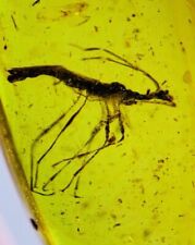 Used, Fossil burmite Cretaceous Burmese amber Stink bug insect fossil amber Myanmar for sale  Shipping to South Africa