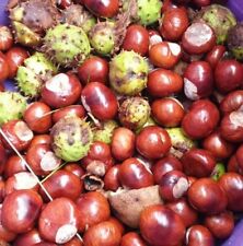 Cornish conkers horse for sale  BUDE