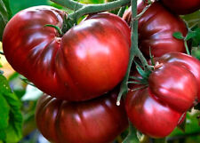 Томат Черный Крым Black Crimea semillas de tomate semillas  segunda mano  Embacar hacia Mexico