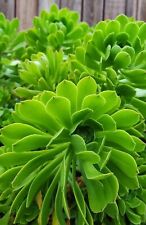 Green aeonium arboreum for sale  Corona