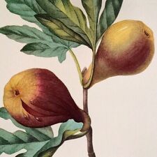P. J. Redoute Fruits Ficus violacea Botanical Art Print Book Plate 38 for sale  Shipping to South Africa