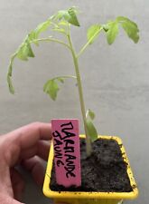 Rare plants tomates d'occasion  Aubenas