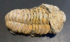 Trilobite fossil see for sale  GLASGOW