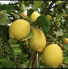 Limoni zaghera bianca usato  Palermo