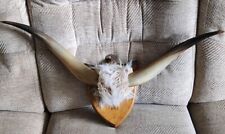 Pair cow horns for sale  ALNWICK