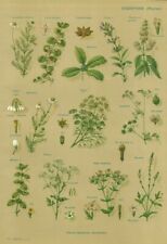 Antique botanical document d'occasion  Expédié en Belgium