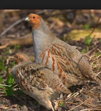 Grey partridge hatching for sale  CANTERBURY