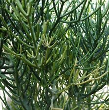 Euphorbia tirucalli talee usato  Anzio