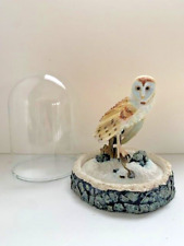 Magnificent barn owl for sale  WELSHPOOL