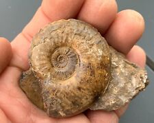 Ammonite leioceras quentin d'occasion  Les Abrets