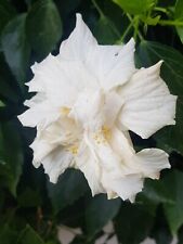 Hibiscus bianco doppio usato  Spedire a Italy