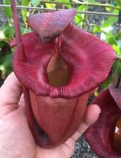 Absolute flare nepenthes for sale  Avondale