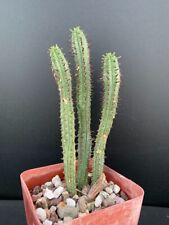 Euphorbia polygona var. for sale  Marana
