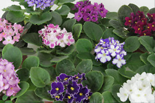 200 sementes de violeta africana de cores mistas flores de jardim Matthiola comprar usado  Enviando para Brazil