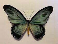 Papilio zalmoxis male gebraucht kaufen  Marienmünster