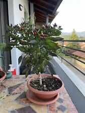 Bellissimo bonsai peperoncino usato  Italia
