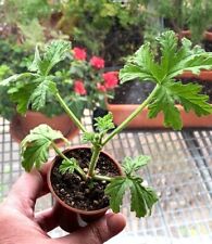 Pelargonium westerlund rare for sale  LONDON