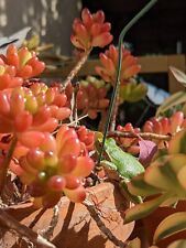 Sedum rubrotinctum boutures d'occasion  Cagnes-sur-Mer