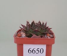 Obregonia denegrii /6650/ D40mm,own root, used for sale  Shipping to South Africa