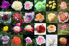 Classic style rose for sale  Goldsboro