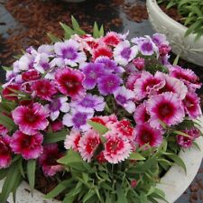 Dianthus chinensis coronet for sale  IPSWICH