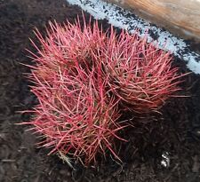 Red barrel cactus for sale  Victorville