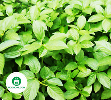 Grün egyptian spinach gebraucht kaufen  Soltau