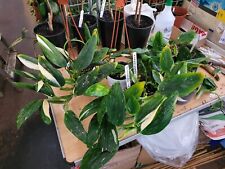 Monstera  Standleyana variegated , full large plant for sale  Shipping to South Africa