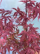 Acer palmatum geisha for sale  Mount Pleasant