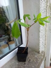 Horse chestnut tree for sale  LLANELLI