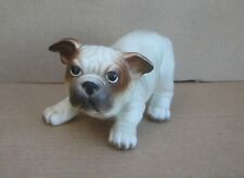 English bulldog puppy for sale  Bloomington