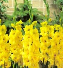 Yellow gladioli nova for sale  PRESTON