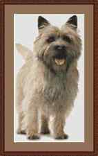 Cairn terrier dog for sale  SUNDERLAND