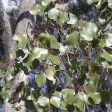 Graines eucalyptus populnea d'occasion  Sabres