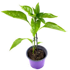 Block paprika pflanze gebraucht kaufen  Straelen