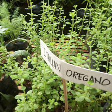 Oregano seed common for sale  Honolulu