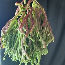Schlumbergera lutea ssp. for sale  Los Angeles