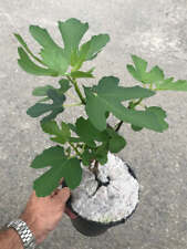 Fig tree plant for sale  CRAIGAVON