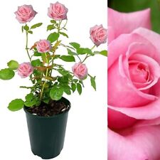 Rose bush prima for sale  GLASGOW