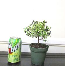 Dwarf myrtle blooming for sale  Garden Grove