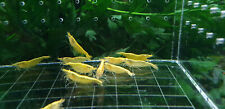 10+1 Neon Yellow Shrimp - Yellow Golden Back Neocaridina Shrimp - Ultra Gold for sale  Houston
