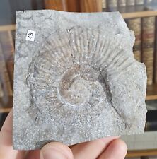 Ammonite crioceratites curmien d'occasion  Cournon-d'Auvergne