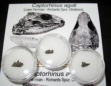 Permian reptile captorhinus for sale  WAKEFIELD
