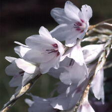 Dierama snowbells seeds for sale  SWINDON