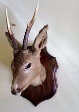 Taxidermy roe deer for sale  WATLINGTON